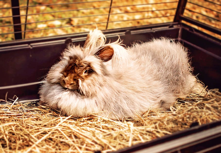 rabbit, bunny, easter, animal, cute, pet, fluffy, mammal, ears HD wallpaper