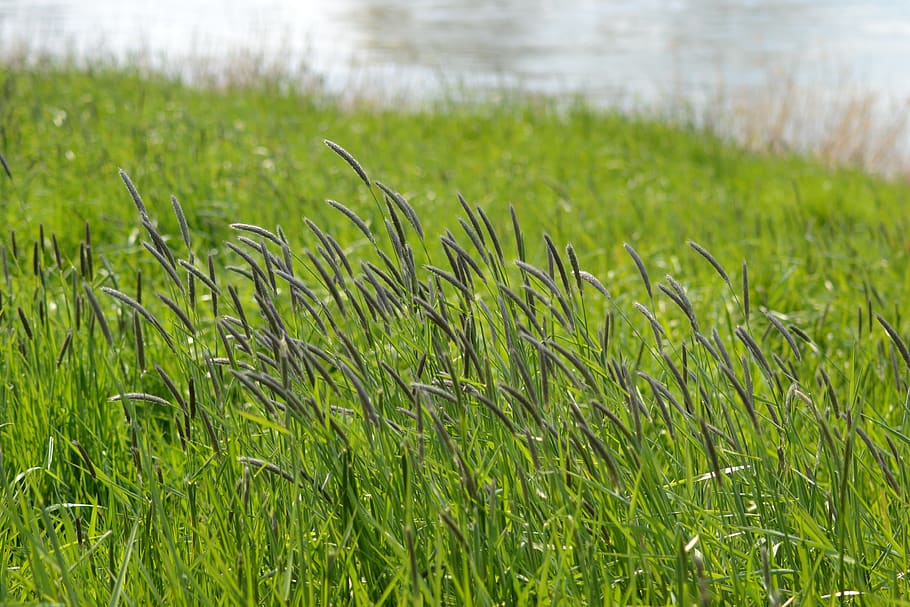 spring, grasses, riverside, landscape, plant, growth, green color HD wallpaper