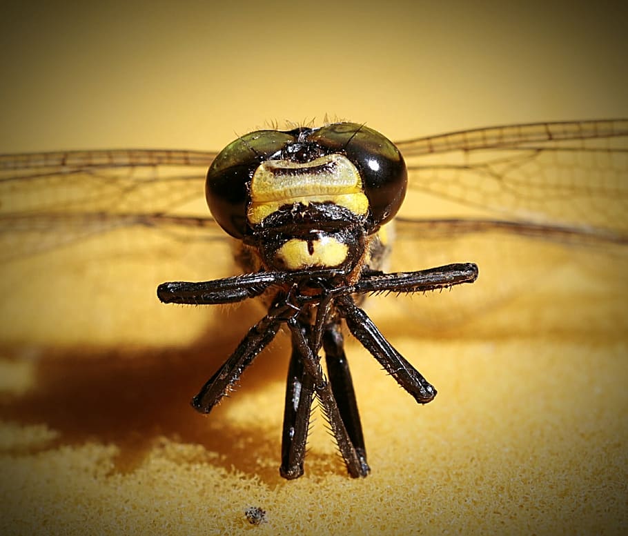 drinking coffee, dragonfly, helicopter, close-up, animal themes HD wallpaper
