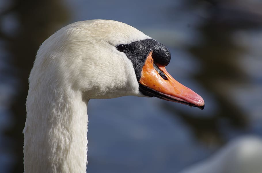 Swan, Bird, White, one animal, animals in the wild, beak, animal wildlife HD wallpaper