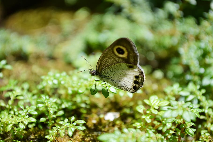 butterfly, tiny butterfly, innocent, cute, animal, close-up