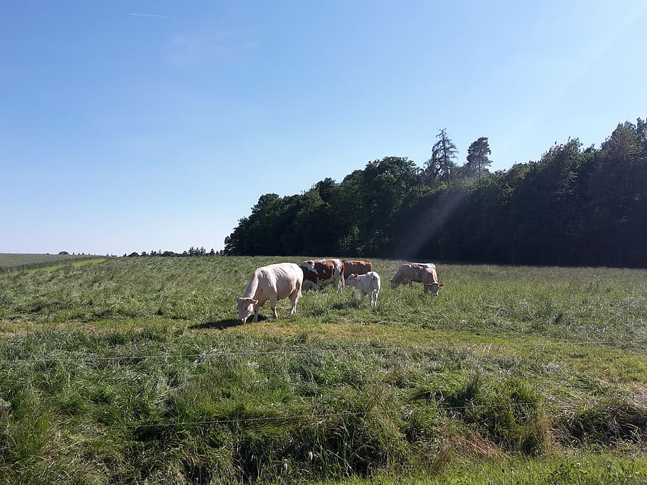 cows, pasture, coupling, nature, sun, forest, calf, graze, animal themes HD wallpaper