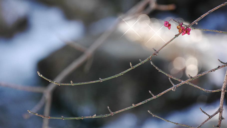 spindle, winter, snow, branch, nature, tree, season, outdoors, HD wallpaper