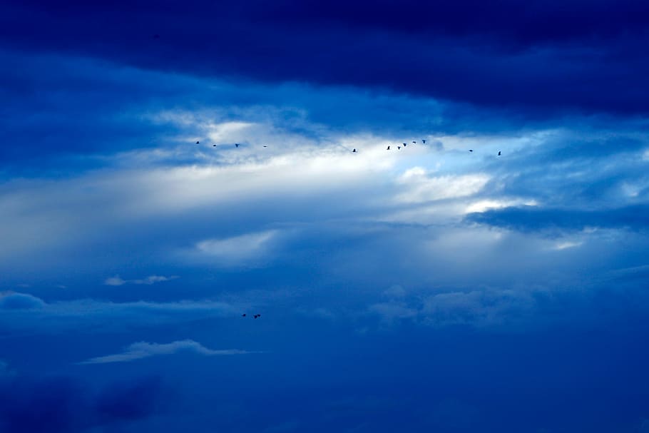 birds, blue sky, clouds, light, storm, cloud - sky, flying HD wallpaper