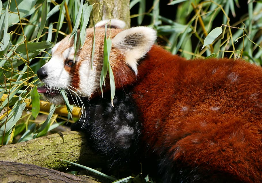 red bear, animal, panda bear, one animal, animal wildlife, animals in the wild HD wallpaper