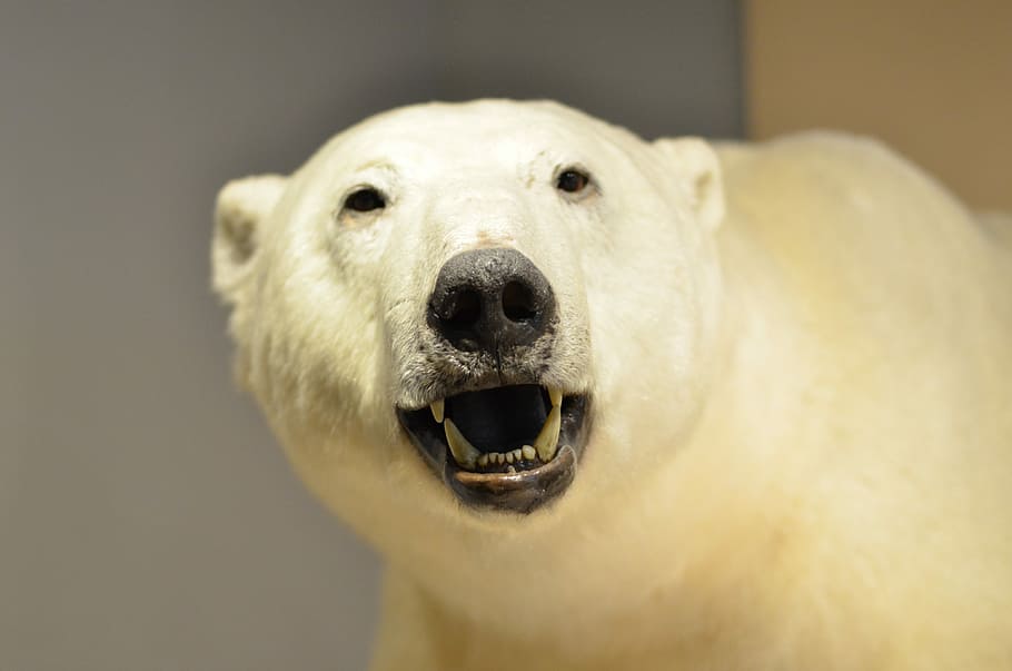 Polar Bear, Bear, Museum, Museum, Specimen, one animal, looking at camera HD wallpaper