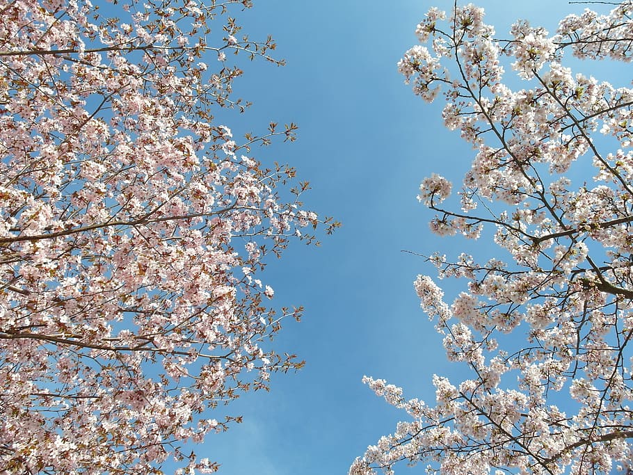 Tree, Spring, Nature, Season, Springtime, park, outdoor, blossom HD wallpaper