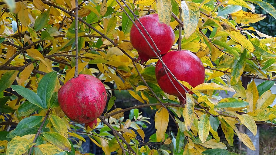 pomegranate, fruit, bazaar, food and drink, healthy eating HD wallpaper