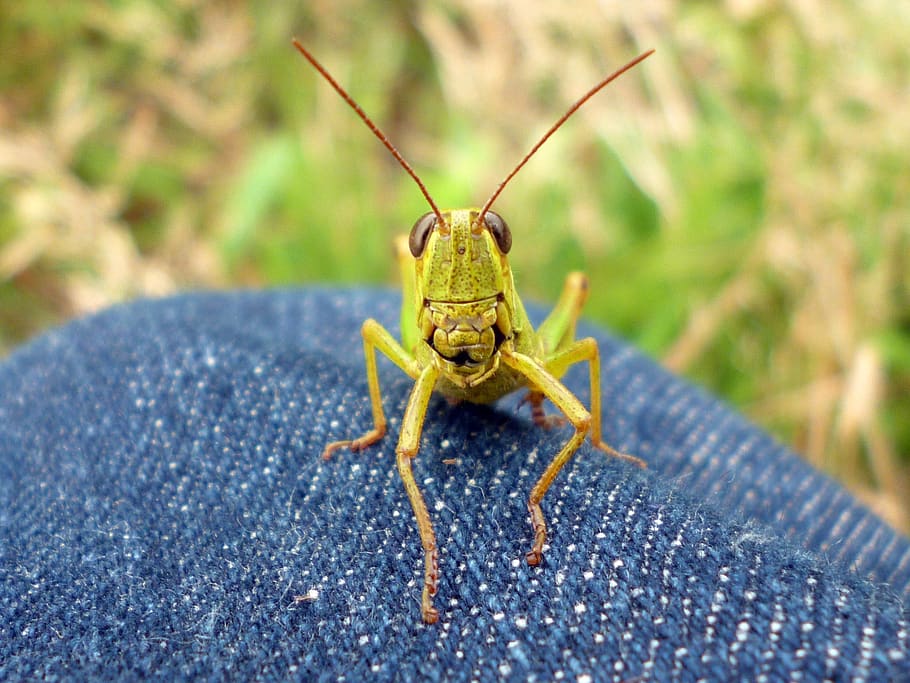natural, bug, insect, grasshopper, creatures, one animal, invertebrate HD wallpaper