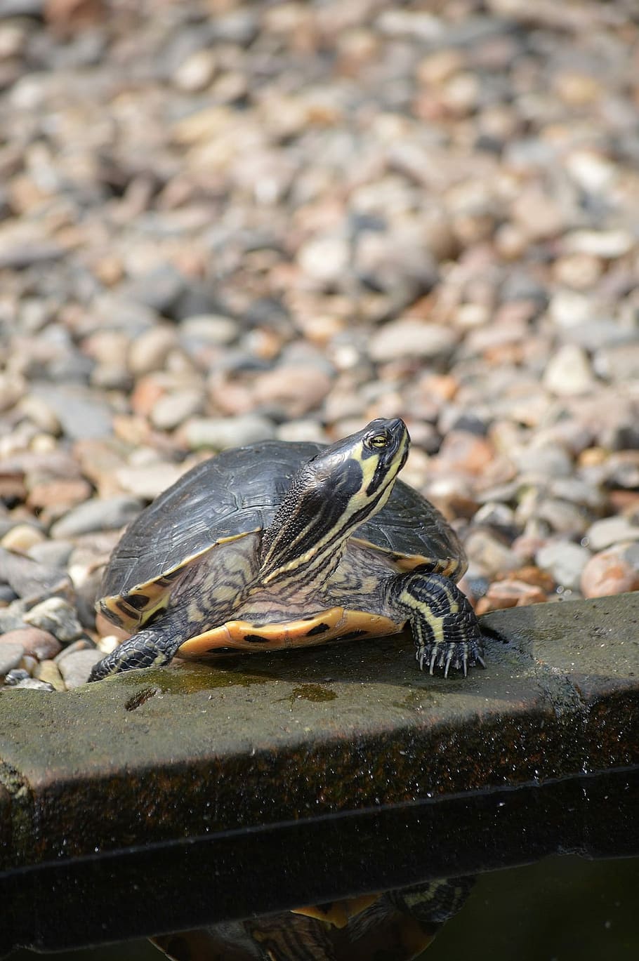 Turtle, Small, Tortoise, Animal, wildlife, zoology, species HD wallpaper