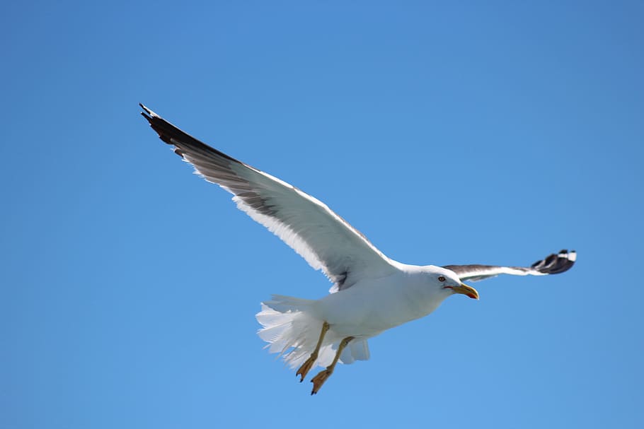 bird, nature, flight, sky, wildlife, flying, animals in the wild HD wallpaper