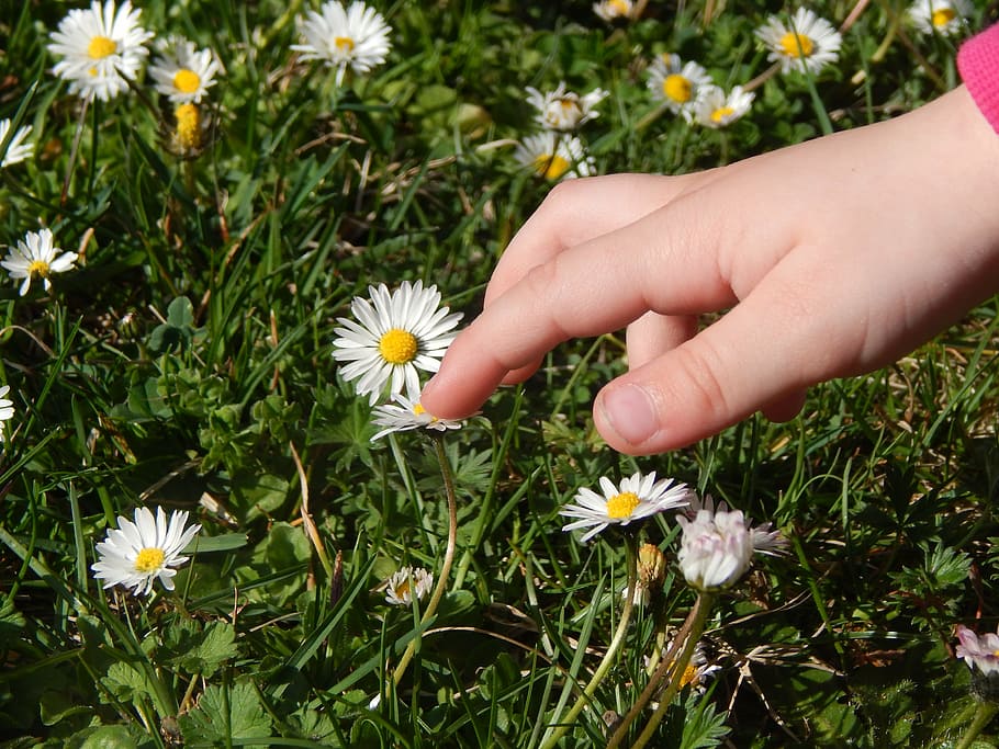 hand, child, grass, daisies, spring, flower, flowering plant HD wallpaper
