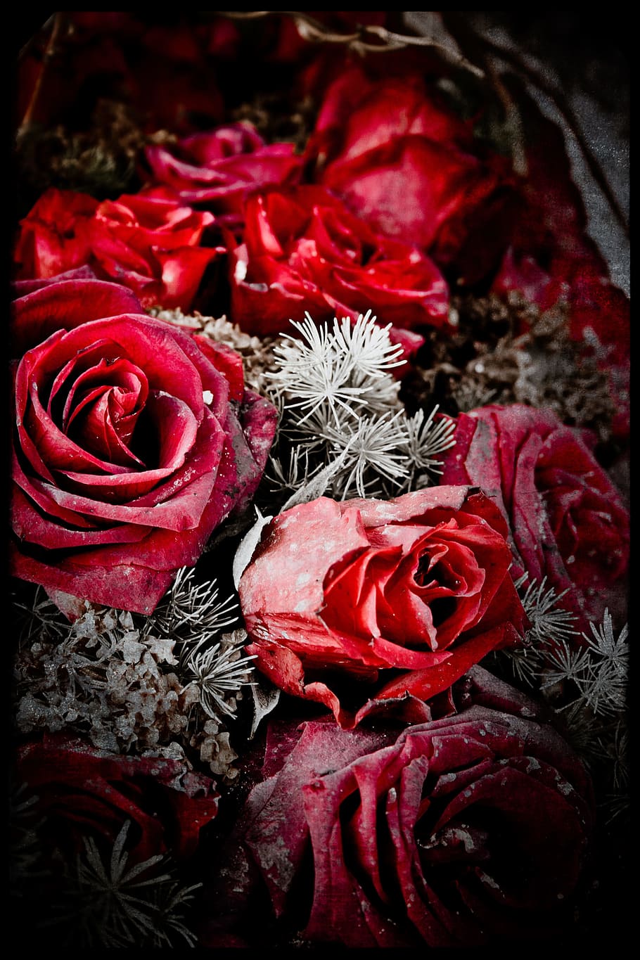 close-up photo of red rose bouquet, cold, nature, flowers, transience HD wallpaper