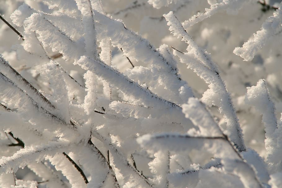 winter, ripe, close up, cold, ze, branches, snow, nature, cold - Temperature HD wallpaper