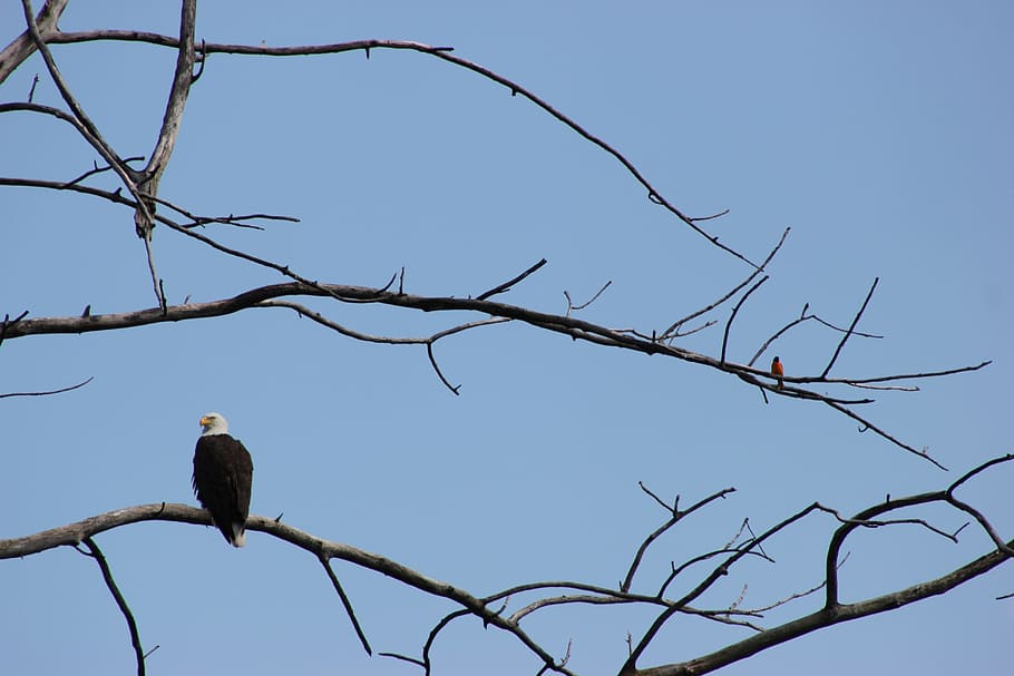 bald eagle, baltimore oriole, bird, nature, wild, symbol, animal themes HD wallpaper
