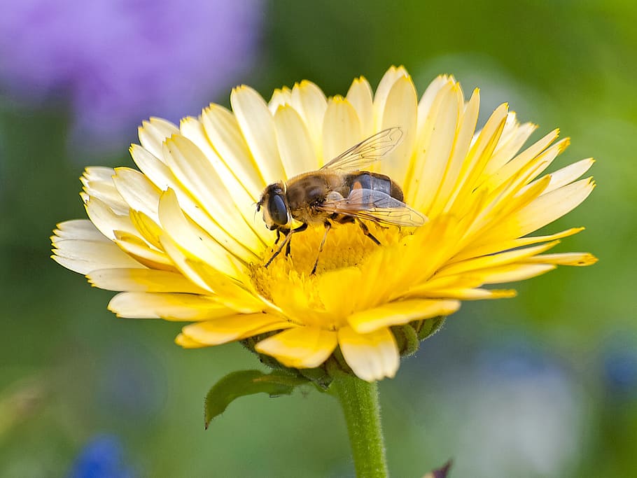 Hoverfly, Insect, Nature, Flower, animal, yellow, one animal HD wallpaper