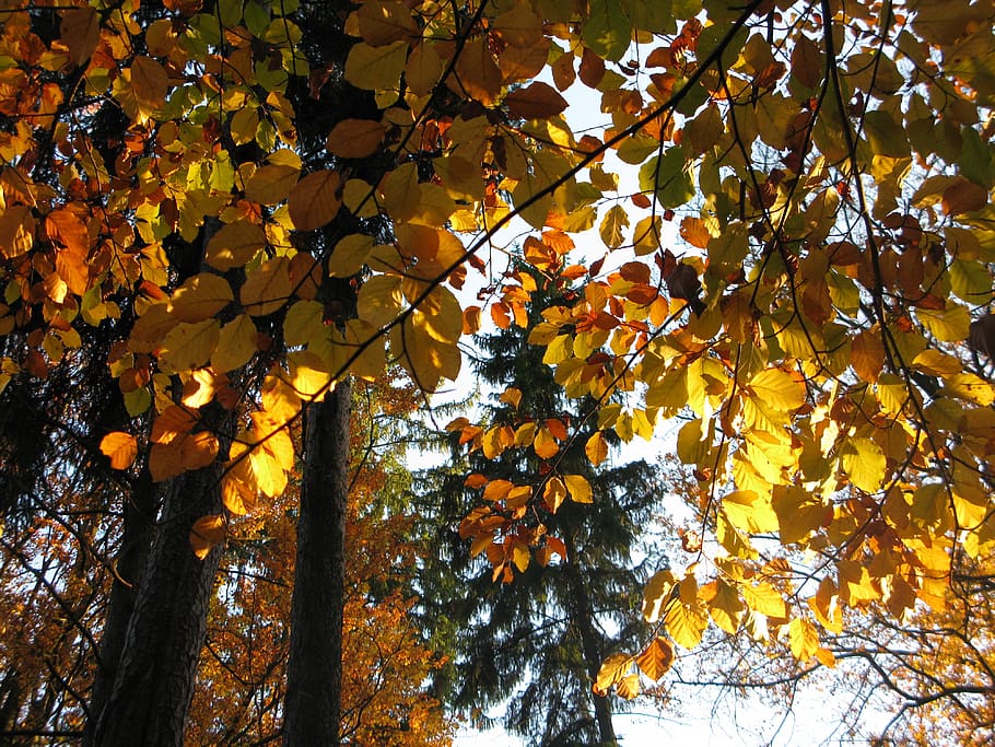 beech forest, bučina, light, sun, ceiling, the crown of the tree HD wallpaper