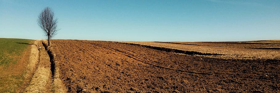 bare tree on brown field at daytime, way, landscape, village HD wallpaper