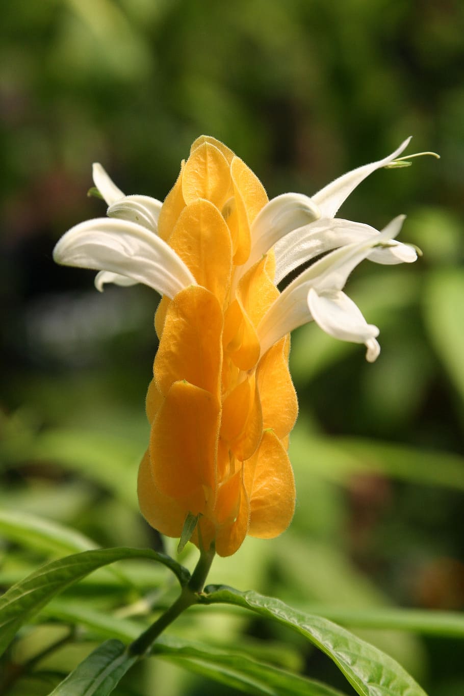 blossom, bloom, yellow, close, flowering plant, beauty in nature HD wallpaper