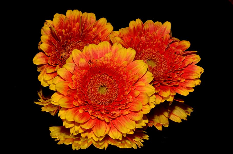 orange, flower, autumn, flowering plant, petal, flower head HD wallpaper