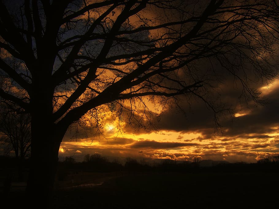 leafless tree photography, sunset, beautiful, sky, clouds, golden HD wallpaper