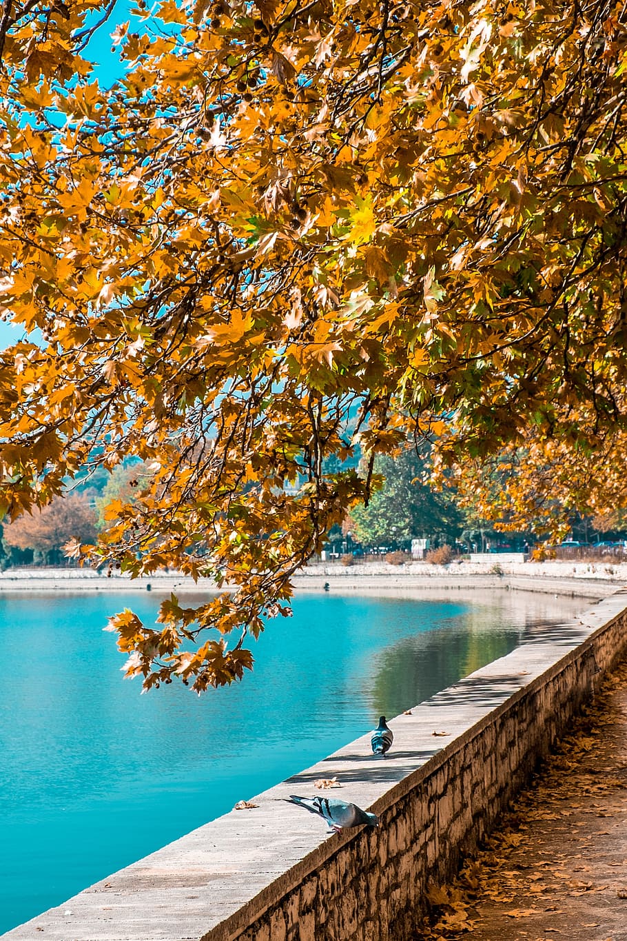 autumn, pigeons, road, tree, lake, colors, water, beauty in nature HD wallpaper
