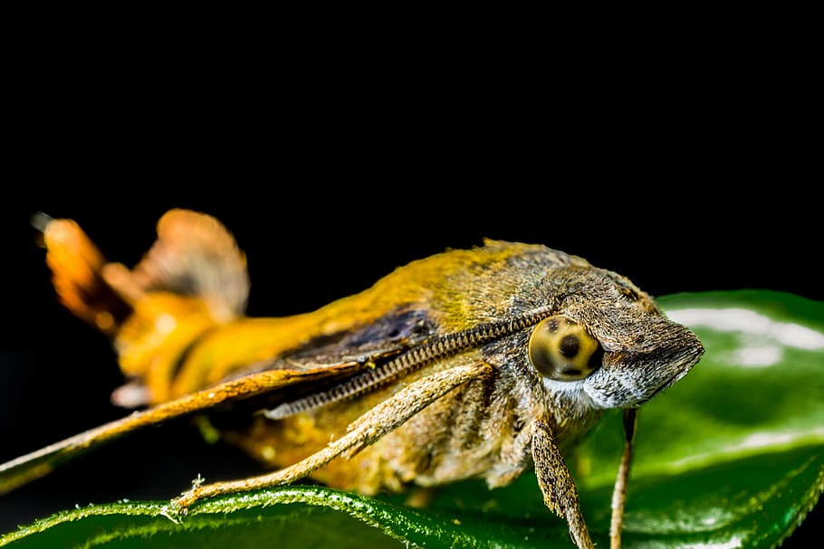moth, butterfly, insect, close, animal, nature, wildlife, macro HD wallpaper