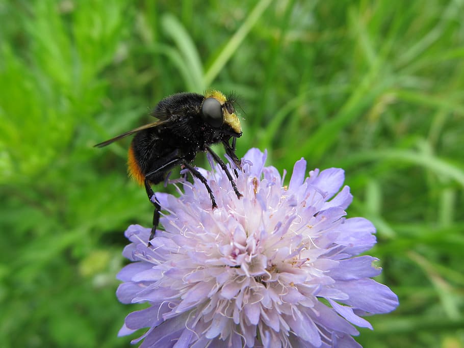 pollen, flower, insect, nature, macro, field, spring flowers HD wallpaper