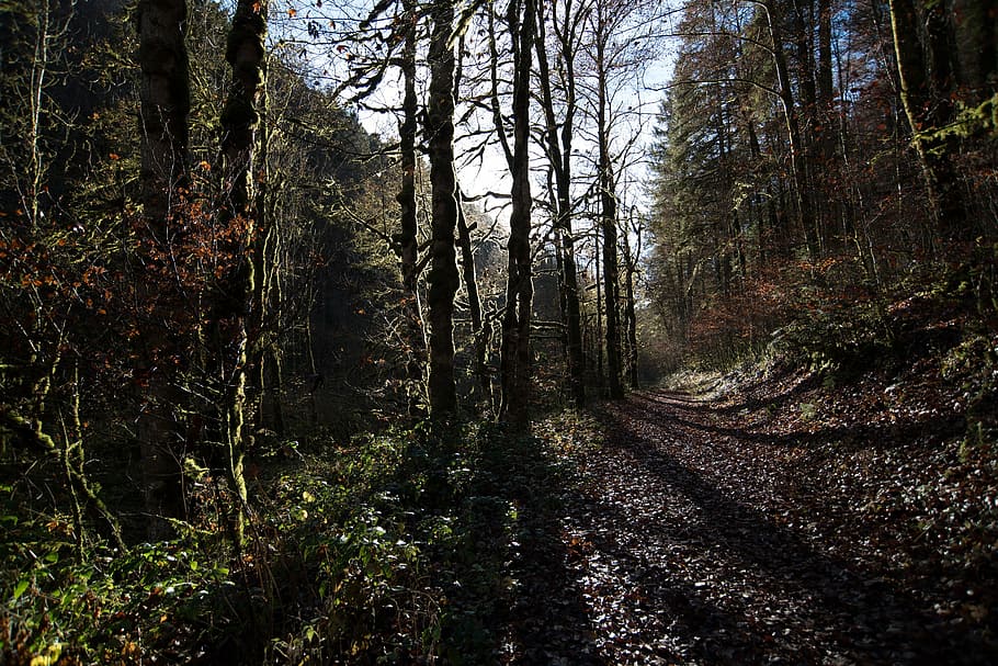 man's eye view of forest, blue, sky, background, nature, forests HD wallpaper