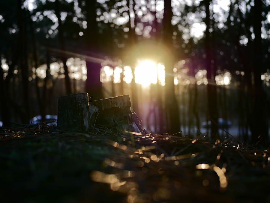 selective focus of grass during sunrise, green grasses under forest at daytime HD wallpaper