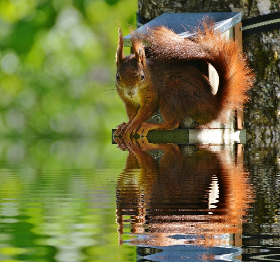 Squirrel, Nager, Cute, Mirroring, Water, nature, rodent, climb HD wallpaper