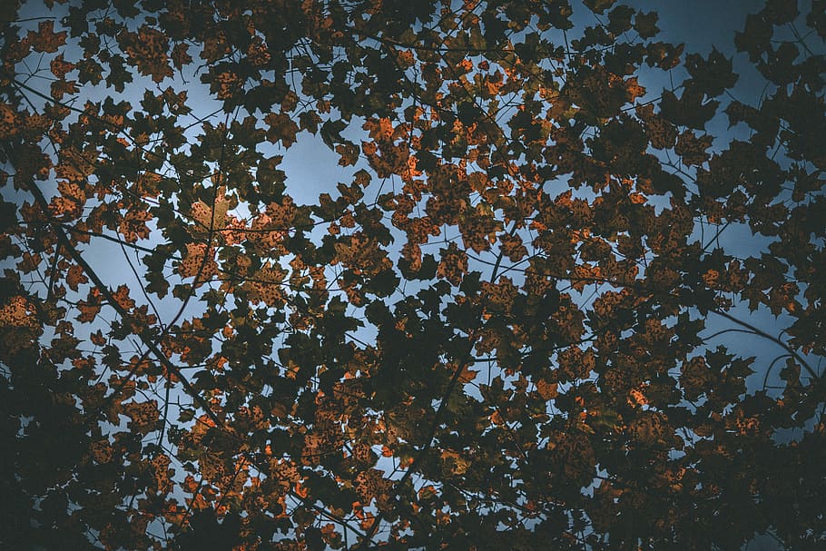 brown leaves, low angle photography of brown leafed tree, sky HD wallpaper