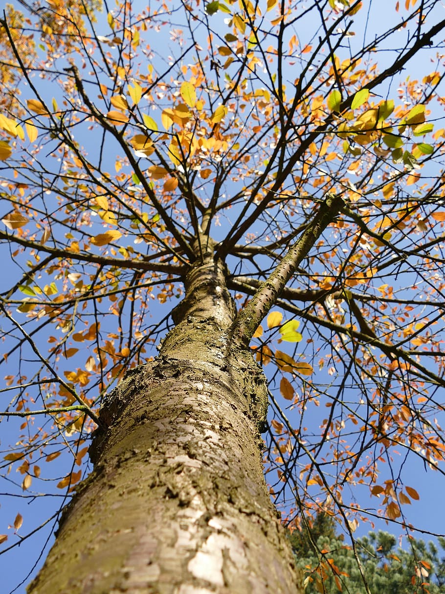 nature, autumn, tree, tribe, bark, crown, leaves, coloring HD wallpaper
