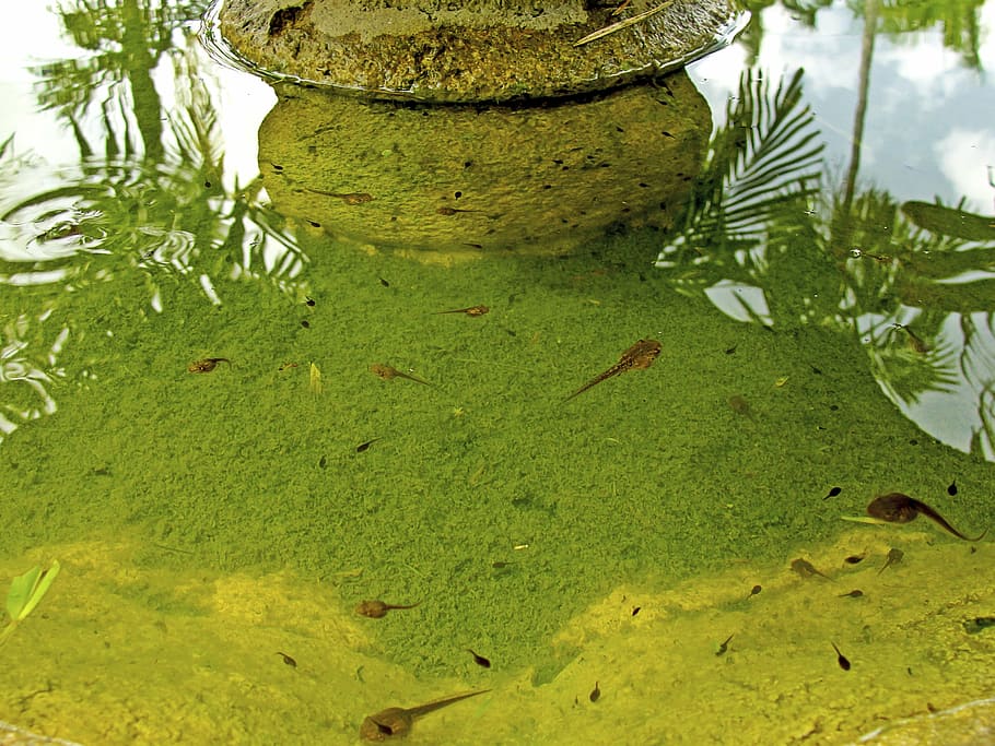tadpole, source, fauna, nature, green color, plant, water, day HD wallpaper