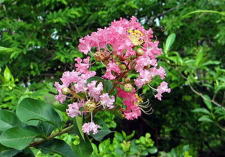 crape myrtle, flower, pink, saoni, lagerstroemia indica, lythraceae HD wallpaper