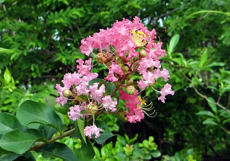 crape myrtle, flower, pink, saoni, lagerstroemia indica, lythraceae HD wallpaper