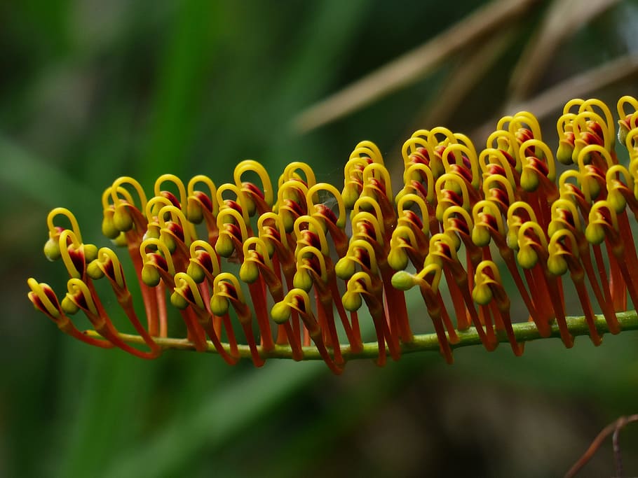 Flowers, Yellow, Comb, red, bent, comb-like, batons, grevillea robusta HD wallpaper