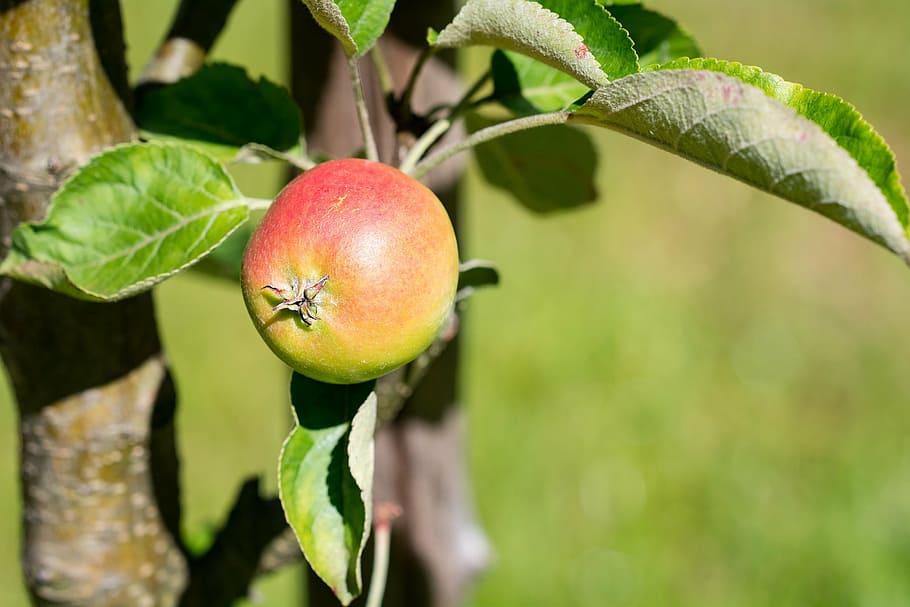 apple, bio, bio apple, garden, in the garden, vegetable garden HD wallpaper