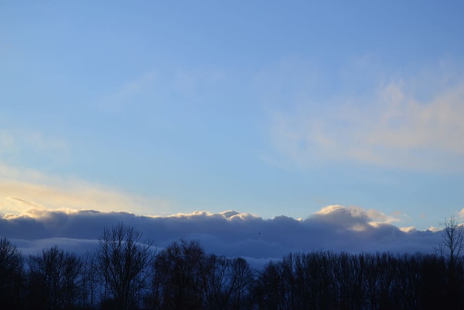 Clouds, Sky, Blue, Blue, Trees, Bird, Nature, dark, forest HD wallpaper