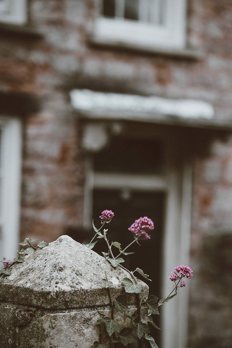 purple flowers on gray pillar, wall, concrete, stone, house HD wallpaper