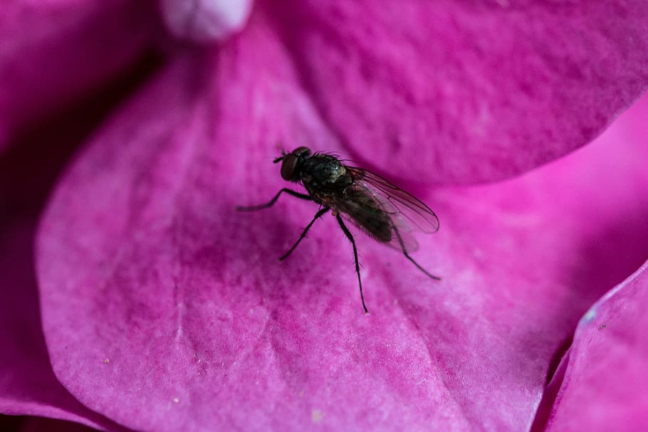 fly, hydrangea, petal, macro, close, purple, invertebrate, insect HD wallpaper