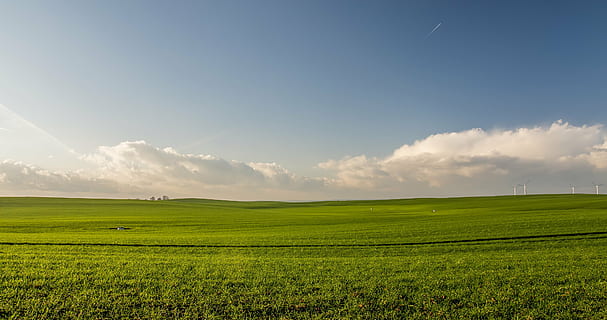 green grass field during daytie, farm, agriculture, plants HD wallpaper