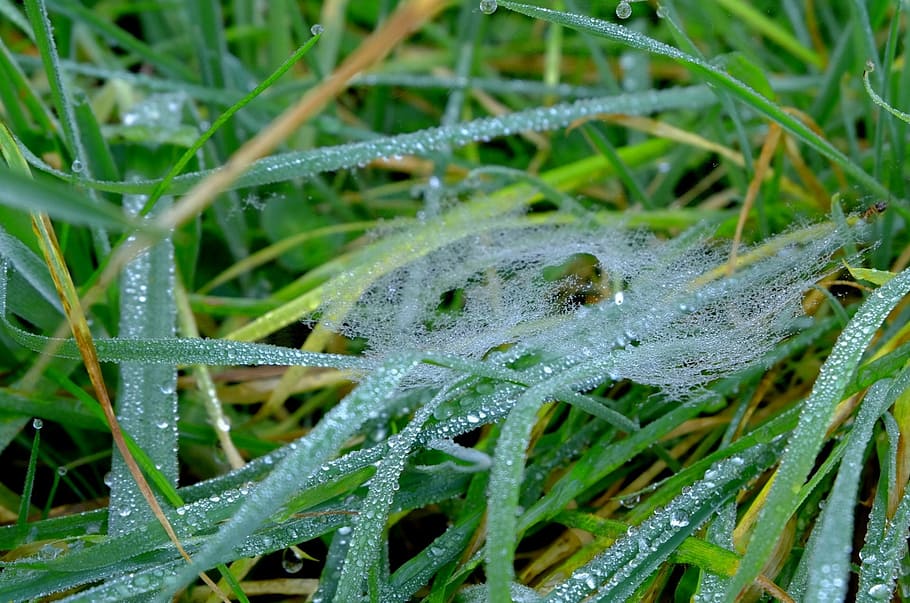 grass, green, hoarfrost, meadow, plant, green color, animal HD wallpaper