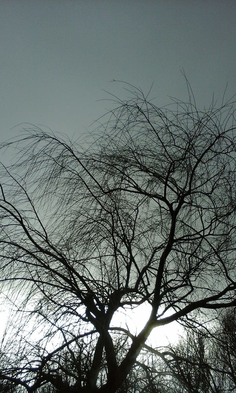 Tree, Light, Branches, Silhouette, sky, bare tree, outdoors HD wallpaper