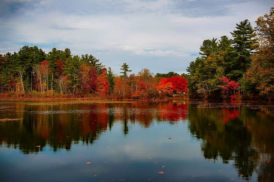 green leaf trees near body of water, massachusetts, lake, reflections HD wallpaper