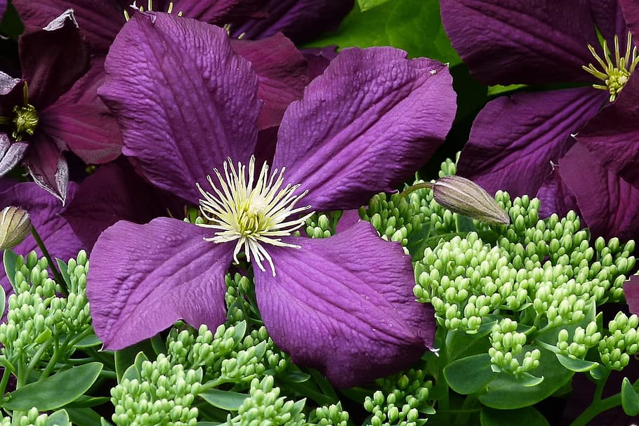 Flower, Purple, Petals, Macro, Floral, blossom, bloom, garden HD wallpaper