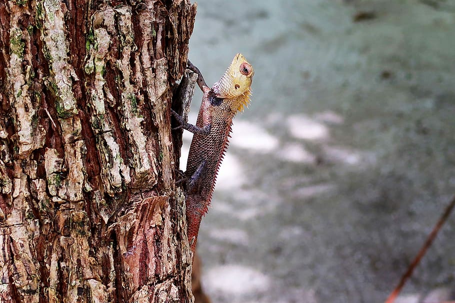 Tree, Lizard, Animal, Reptile, Nature, natural, outdoors, fauna HD wallpaper