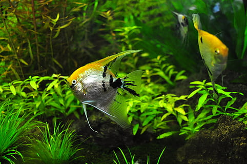 three yellow-and-gray angelfish underwater, tank, aqua, decorative HD wallpaper