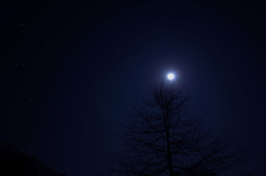 night, tree, sky, moon, dark, landscape, moonlight, space, star - space HD wallpaper