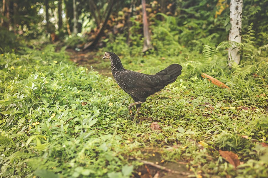 Black chicken outside, black hen surrounded by plants, grass HD wallpaper